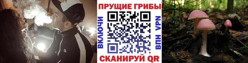 Галлюциногенные грибы GOLDEN TEACHER  Купить  Питкяранта 